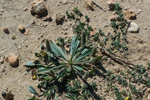 Plantago bellardii