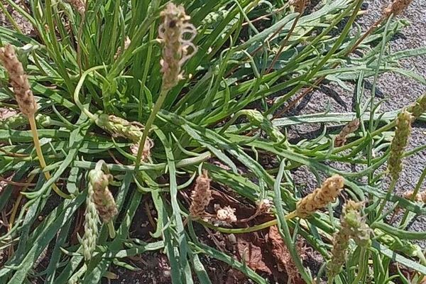 Buck's-horn plantain