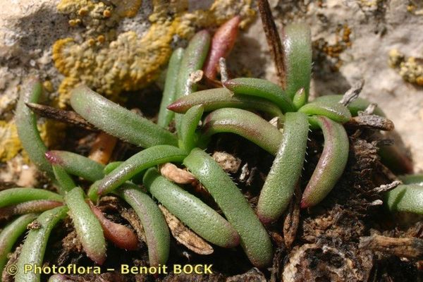 Thick-leaved plantain