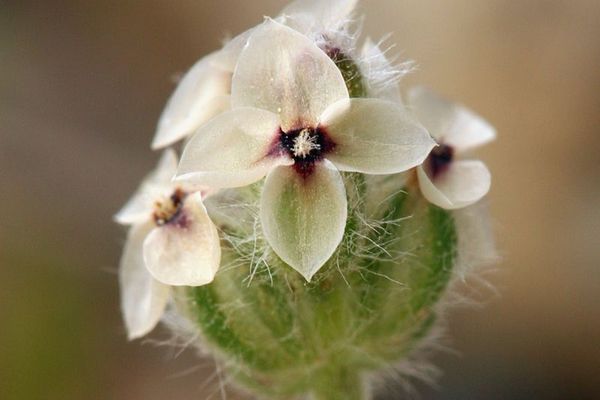 Dotseed plantain