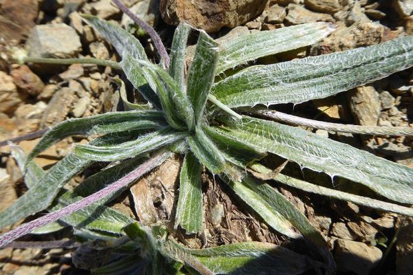 Plantago monosperma