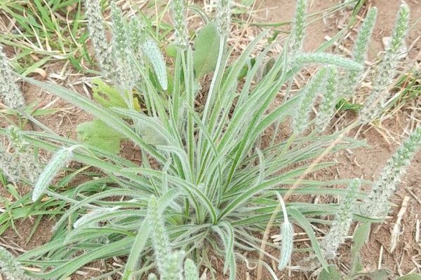 Woolly plantain