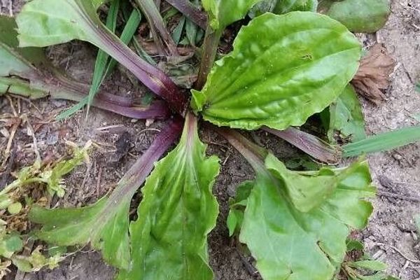 Rugel's plantain