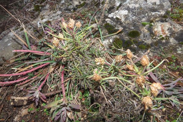 Evergreen plantain