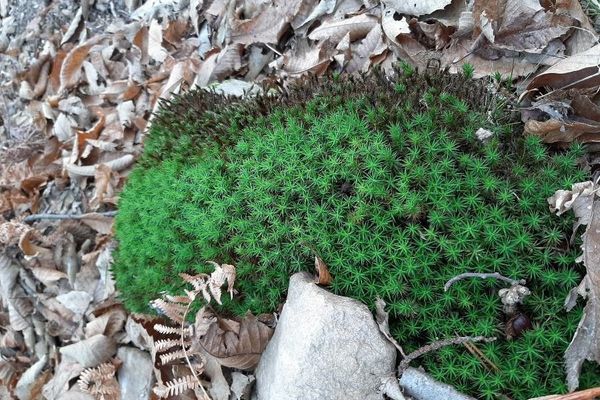 Plantago subulata