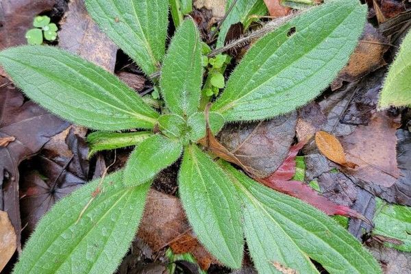 Hoary plantain