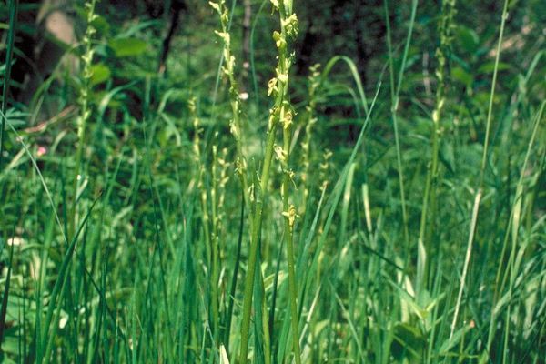 Northern green orchid