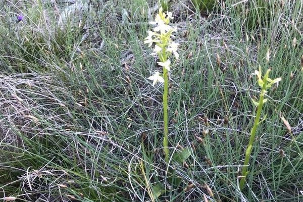 Lesser butterfly-orchid