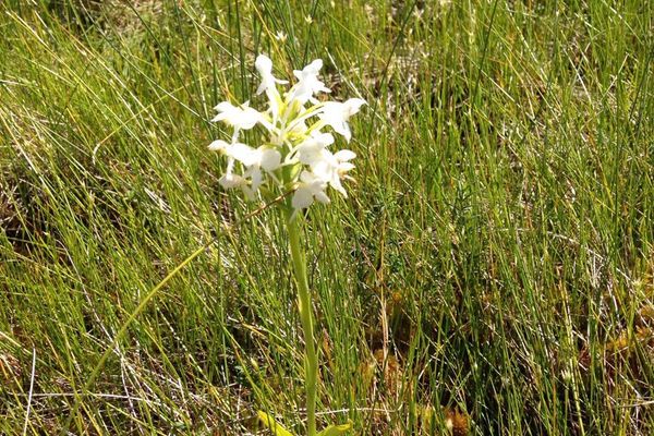 White fringed orchid