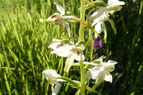 Greater butterfly orchid