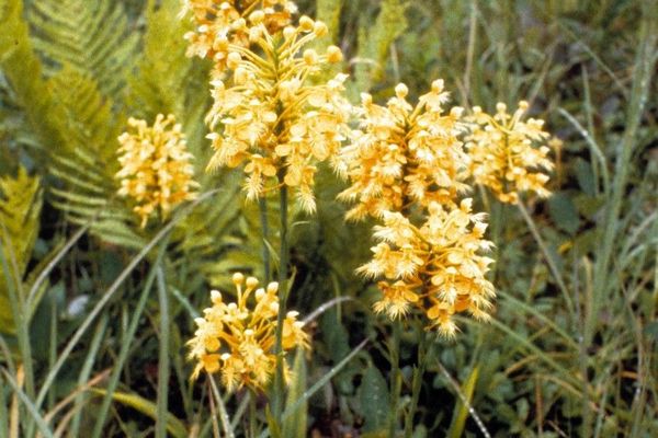 Yellow fringed orchid