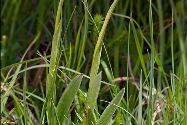 Small green wood orchid