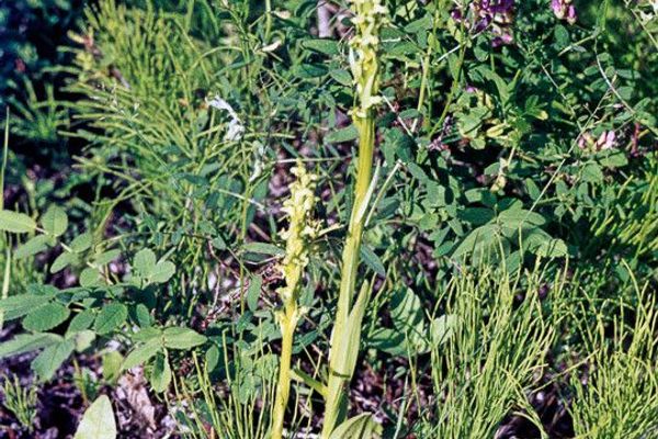 Boreal bog orchid