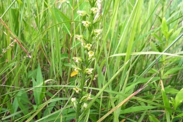 Palegreen orchid