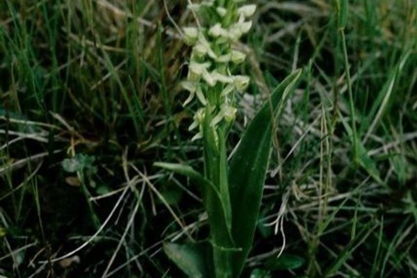 Northern green orchid
