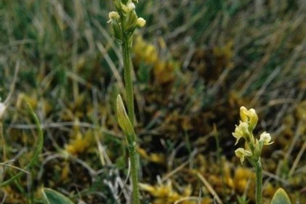 Bluntleaved orchid