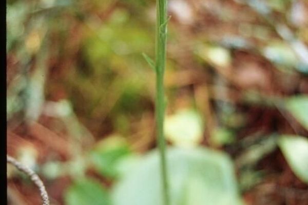 Lesser roundleaved orchid