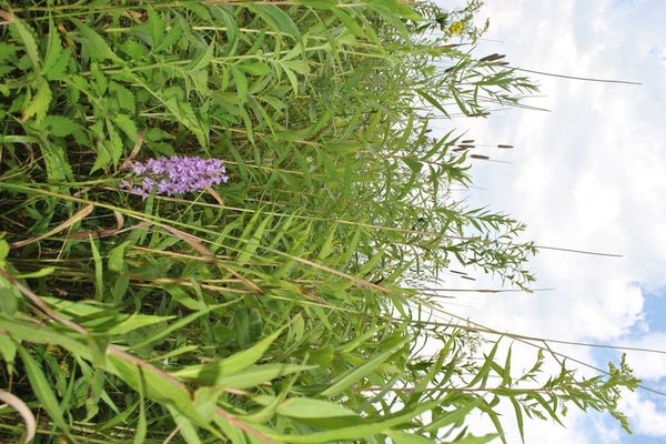 Lesser purple fringed orchid