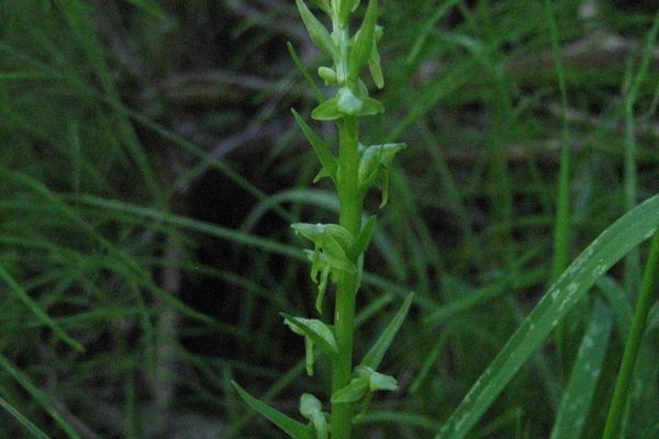 Modoc bog orchid