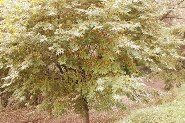 Oriental plane