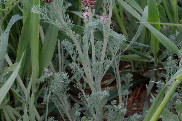 Platycapnos spicatus