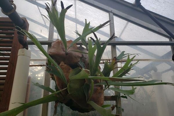 Common staghorn fern