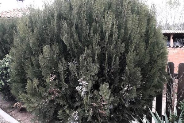 Chinese-arborvitae