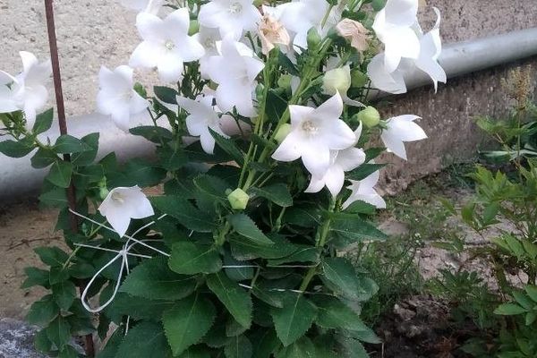 Balloon-flower