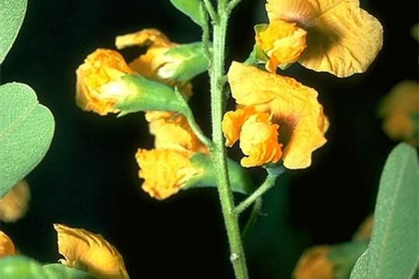 Platypodium elegans