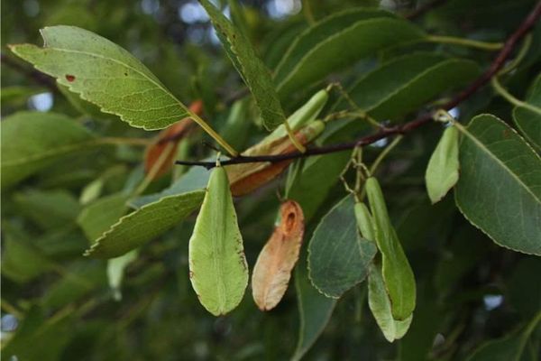 Plenckia populnea