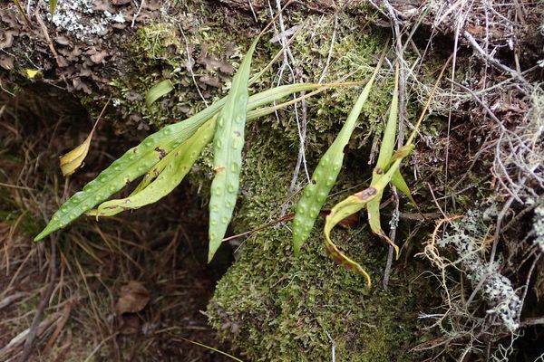 Lanceleaf polypody