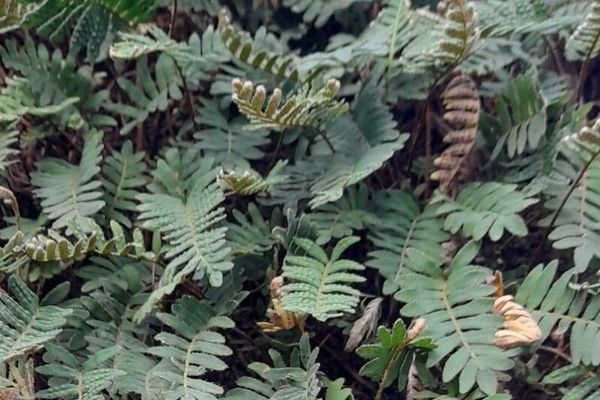 Resurrection fern