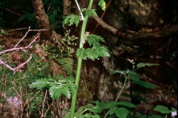 Pleurospermum austriacum