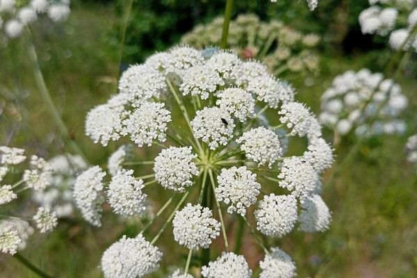 Pleurospermum uralense