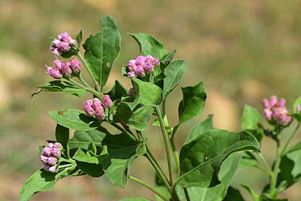 Camphor pluchea