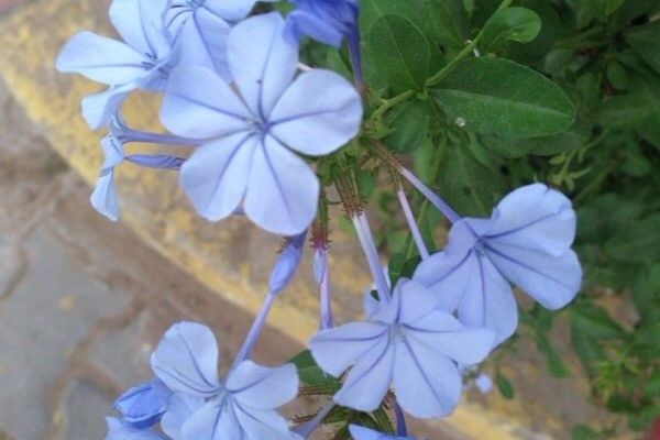 Plumbago