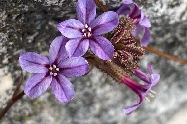 European leadwort
