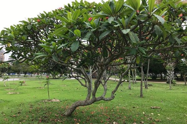 Pagoda-tree
