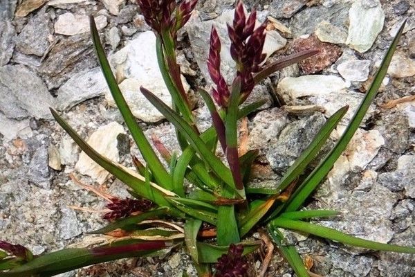 Alpine meadow grass
