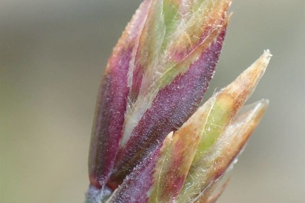 Poa cenisia