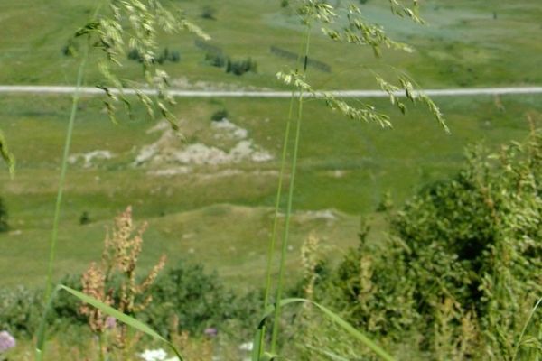 Broadleaf meadow grass
