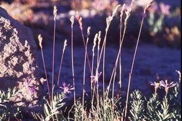 Cusick's bluegrass