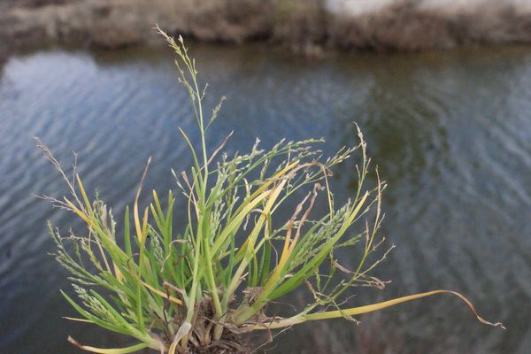 Early meadow grass