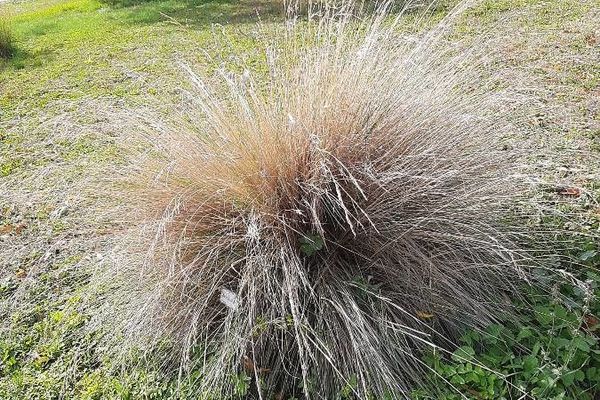 Poa labillardierei