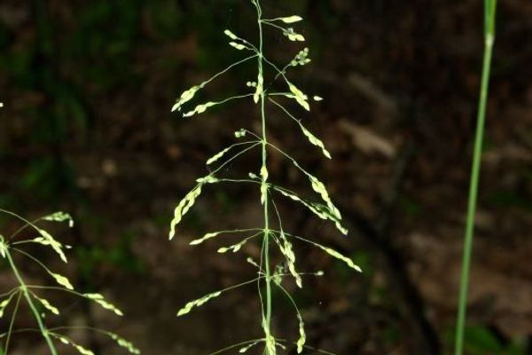 Wood bluegrass
