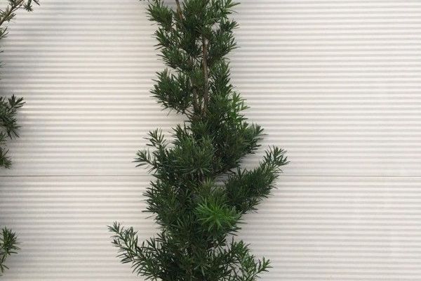 Big-leaf podocarp
