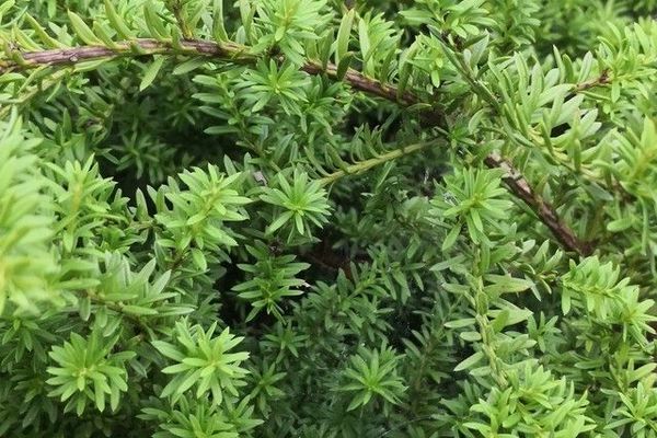 Alpine totara