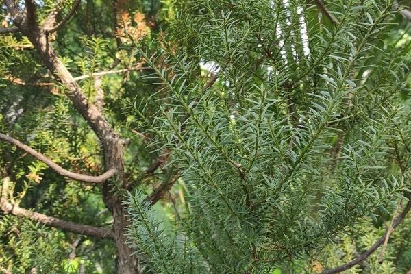 Mahogany pine