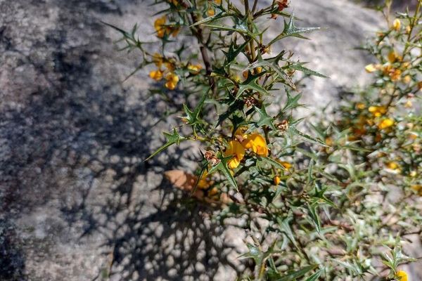 Prickly shaggy pea