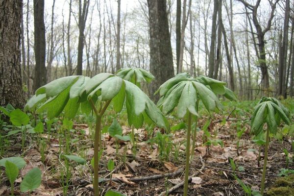 Mayapple